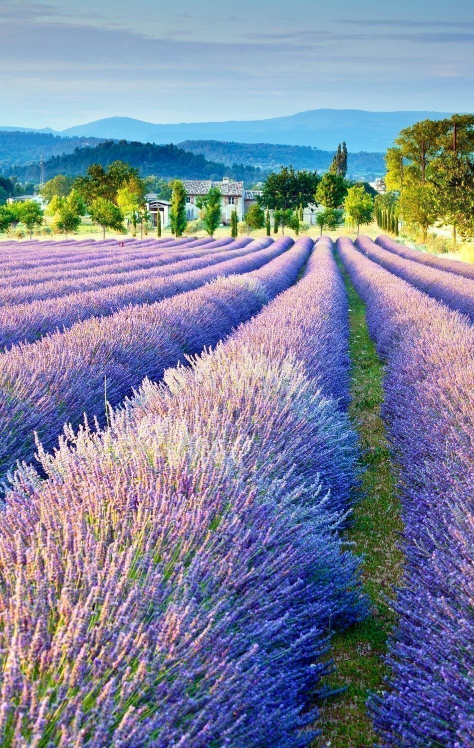 Beautiful Lavender field in Provence, France | The most beautiful European Destinations in Spring