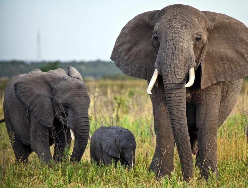A herd of African Elephants moves across the savanna. Serengeti National Park | 10 Things Not to Miss in Tanzania