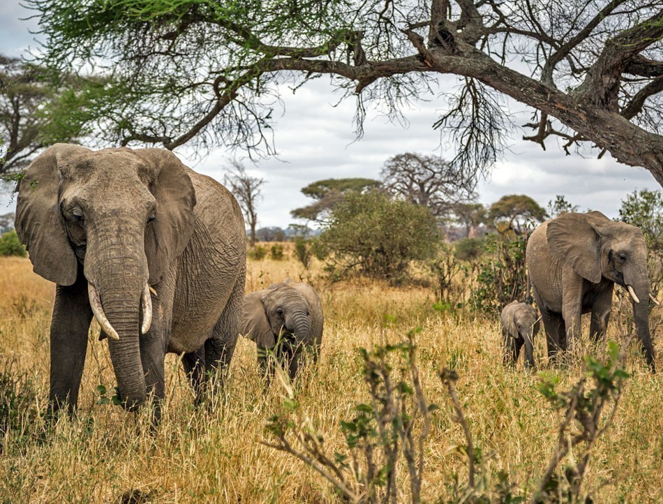 Elephants in the Tarangire National Park in north Tanzania | 10 Things Not to Miss in Tanzania