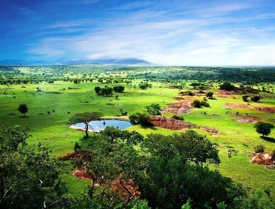 Savanna in bloom, in Tanzania, Africa panorama. Serengeti National Park | 10 Things Not to Miss in Tanzania