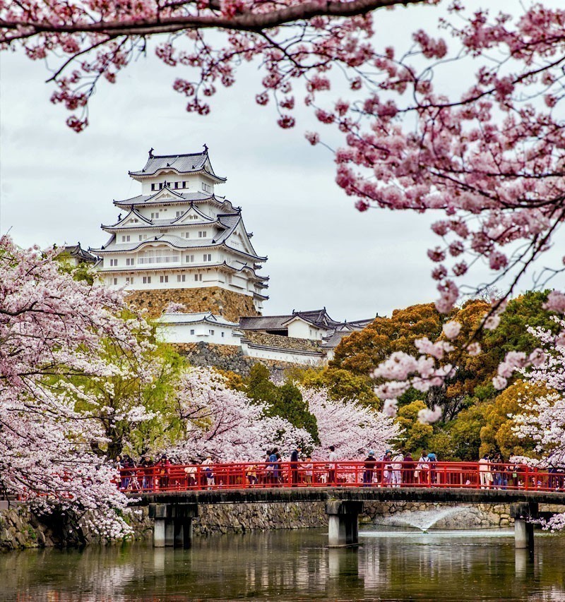 Japan Himeji castle, White Heron Castle in beautiful sakura cherry blossom season | TOP 10 Tourist Attractions in Japan You Must Visit