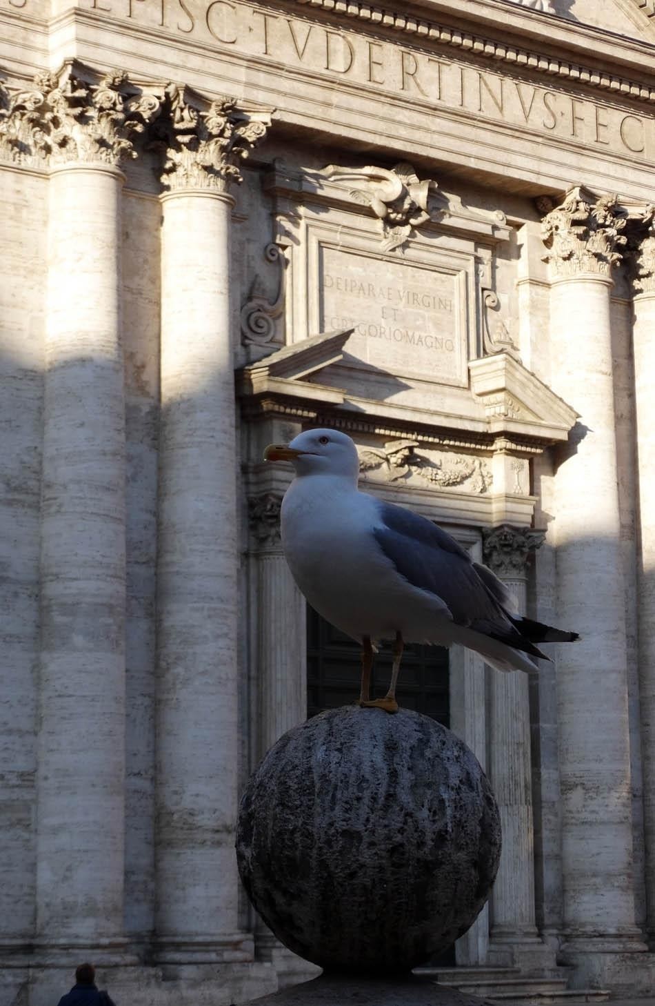 Pigeon at Piazza della Chiesa Nuova, Rome | What to do in a rainy day in Rome - the Eternal City1