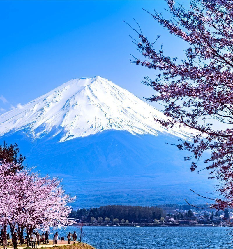 Cherry blossom festival at lake Kawaguchi | TOP 10 Tourist Attractions in Japan You Must Visit