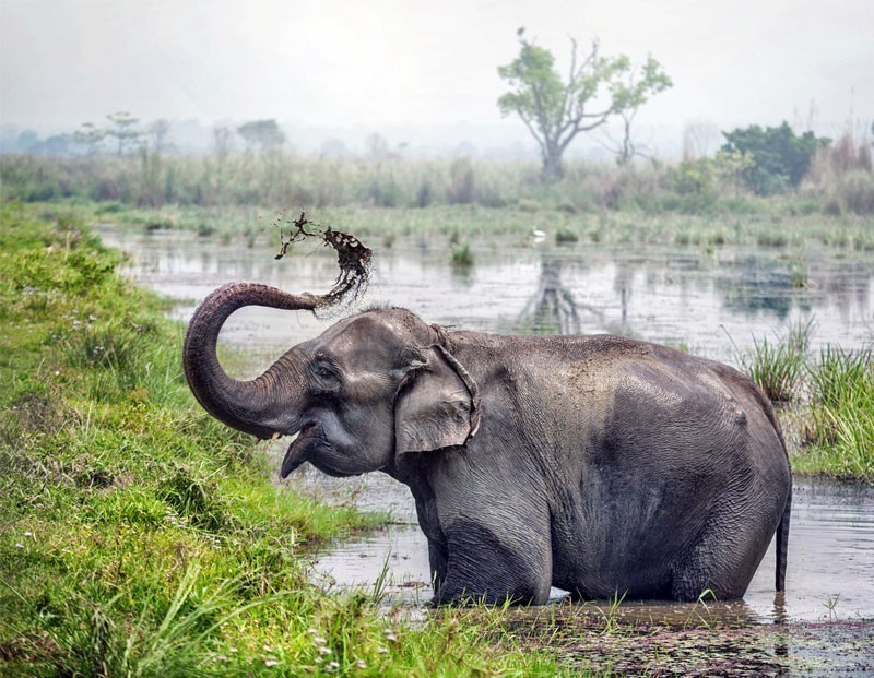 Elephant taking a bath in the river of Chitwan National Park | 10 Top-Rated Tourist Attractions in Nepal